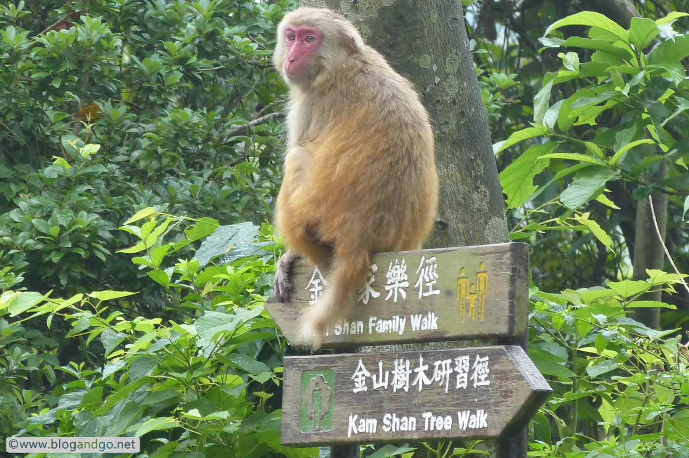 Maclehose 6 - Kam Shan country park